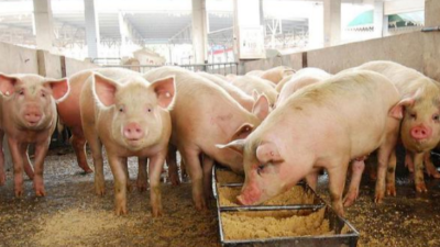 秋季天氣轉涼，養豬人需要注意的3點-上海邦森